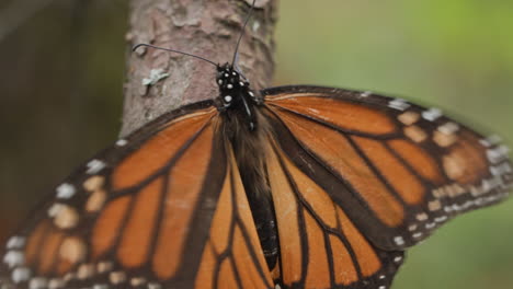 focus pull to a monarch butterfly shivering its wings to stay warm while climbing a tree