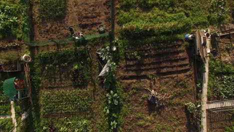 flying over community garden in the city