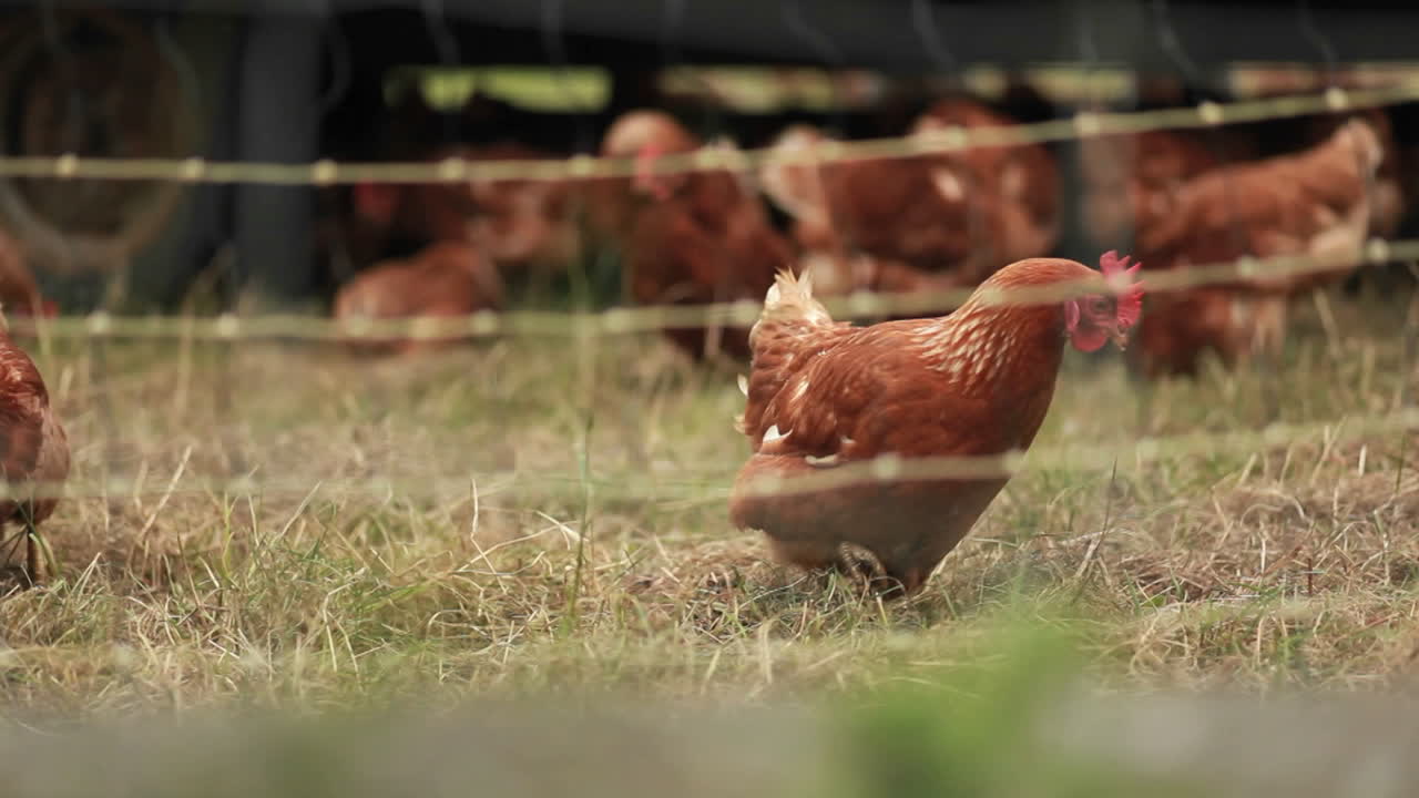 se ven gallos en una granja a través de alambre de púas