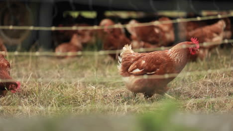 Roosters-are-seen-on-a-farm-through-barbed-wire