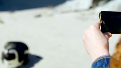 mujer tomando fotos de pingüino con teléfono móvil 4k