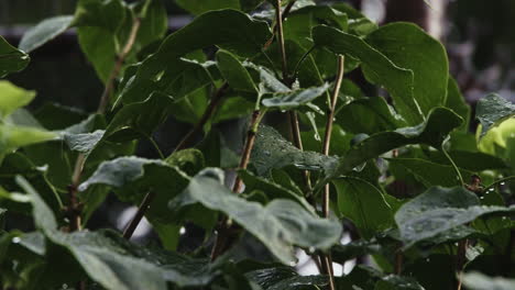 slow-motion-shot-of-rain-falling-on-a-group-of-leaves