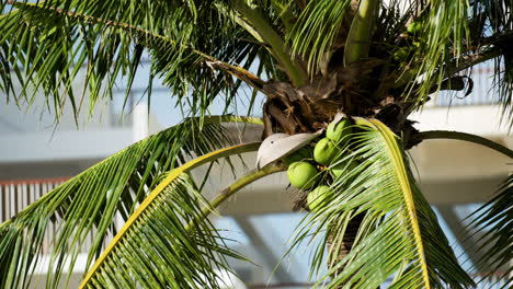 coconut tree on a sunny day at the beachfront hotel of shangri-la mactan, cebu, philippines