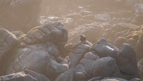 una foca solitaria sentada en las rocas llamando y cantando durante la puesta de sol en 4k