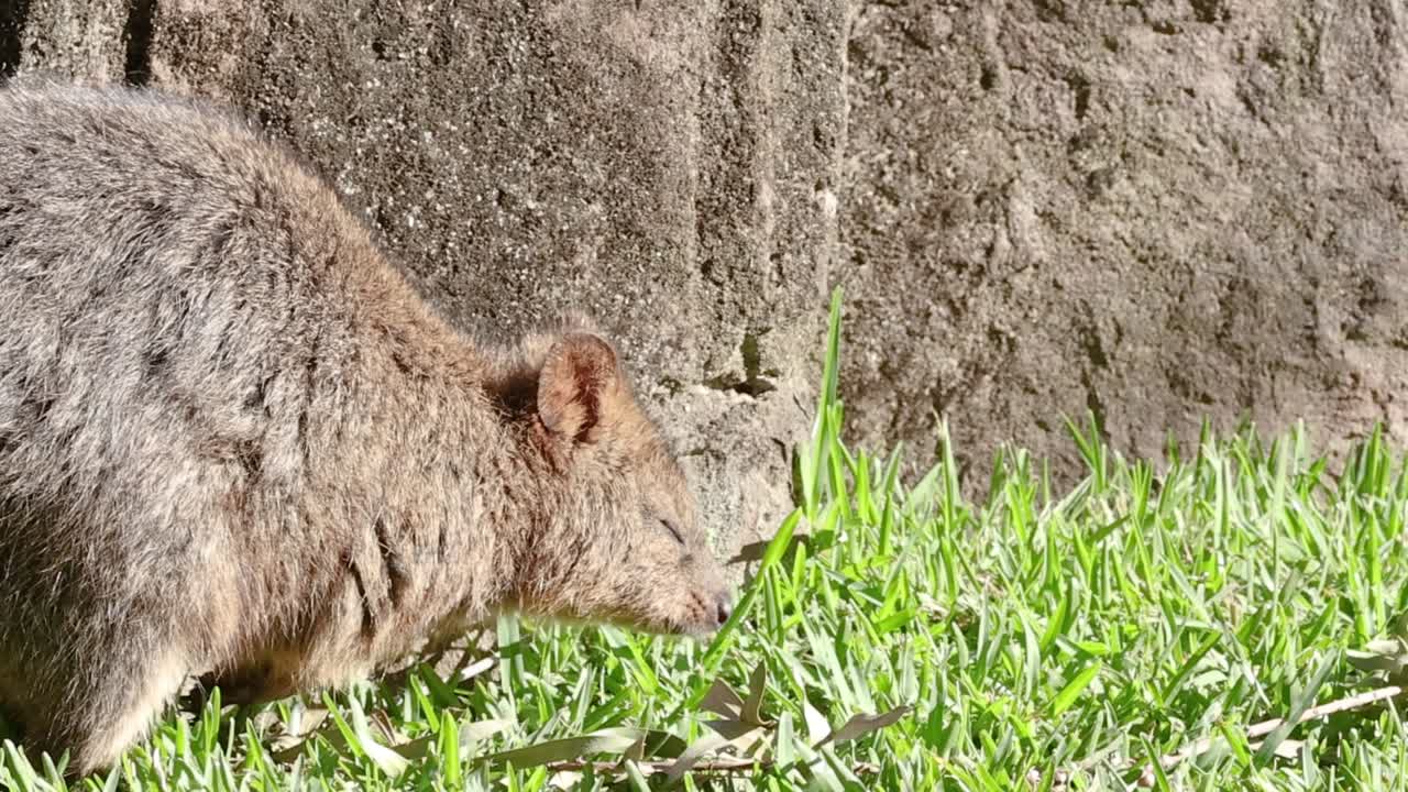 Un piccolo quokka marrone esplora e annusa l'erba verde accanto a un muro di roccia dalla texture ruvida.