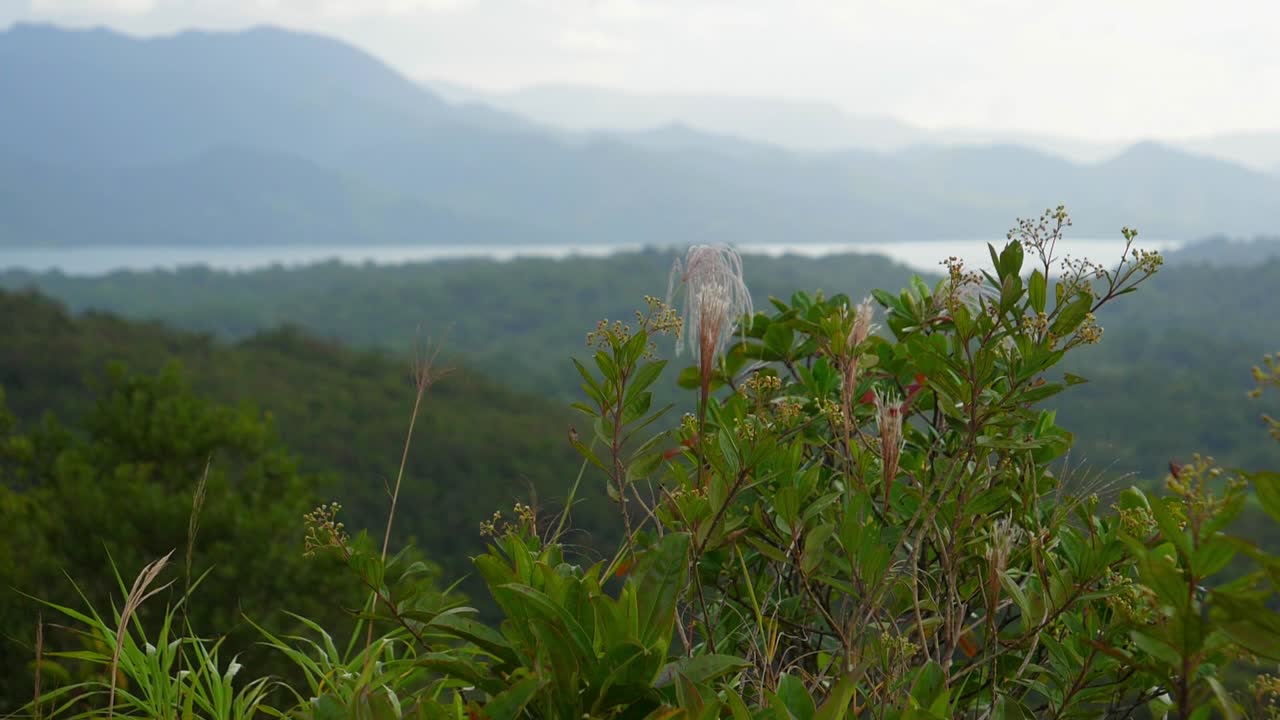 disparo de enfoque en cámara lenta, una mosca dragón, volando por encima de las flores en la parte superior del bosque tropical de costa rica