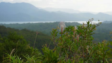 Fokusaufnahme-In-Zeitlupe,-Eine-Drachenfliege,-Die-über-Den-Blumen-Auf-Dem-Gipfel-Des-Regenwaldes-In-Costa-Rica-Fliegt