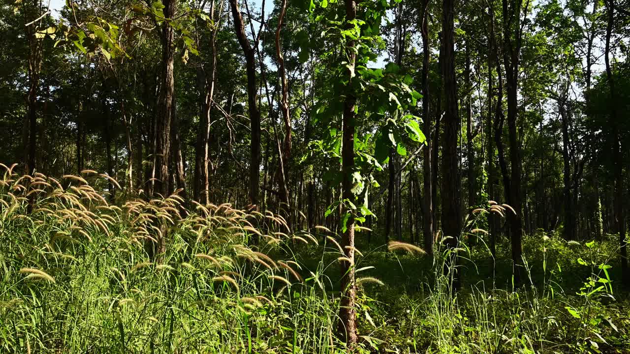 고양이꼬리풀, 부들, 티파