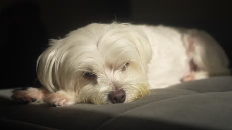primer plano de un adorable y suave maltés blanco con boca sucia acostado cómodamente en un sofá mientras disfruta de la luz del sol