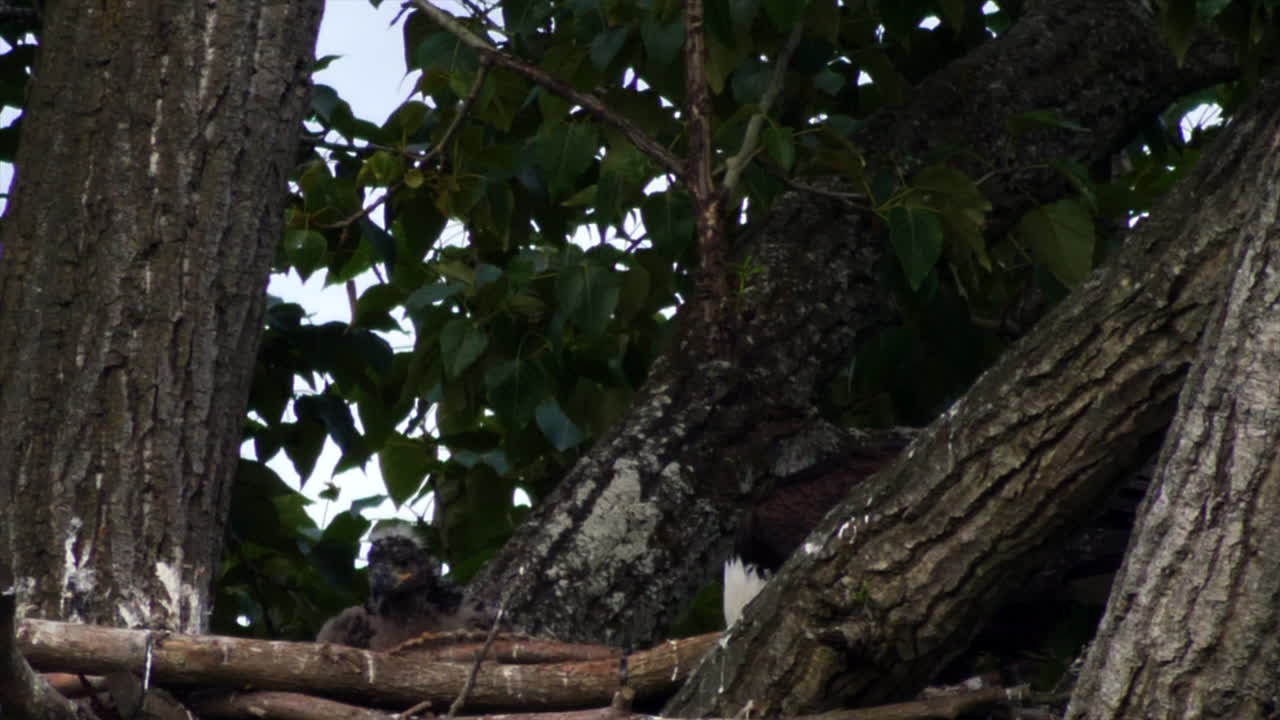 primer plano estático de águila calva alimentando polluelo en el nido