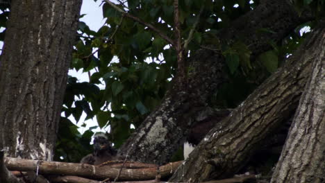 close up static shot of bald eagle feeding chick in nest