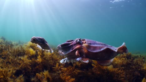 Riesige-Australische-Tintenfische-Sepia-Apama-Migration-Whyalla-Südaustralien-4k-Zeitlupe,-Paarung,-Eier-Legen,-Kämpfen,-Aggregation,-Unter-Wasser