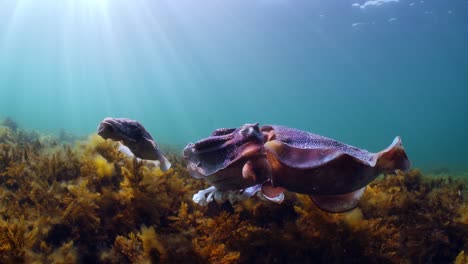 sepia gigante australiana sepia apama migración whyalla sur de australia 4k cámara lenta, apareamiento, puesta de huevos, lucha, agregación, bajo el agua