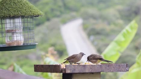 Aves-Desayunando-En-El-Desierto,-Sudáfrica