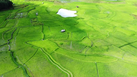 vista aérea de un campo de arroz en arunachal pradesh