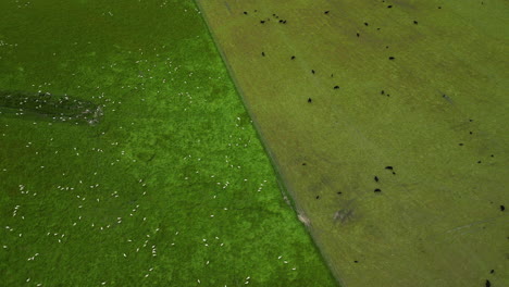 Eine-Luftaufnahme-Von-Kühen-Und-Schafen,-Die-Auf-Den-Getrennten-Feldern-In-Mossburn,-Neuseeland,-Grasen