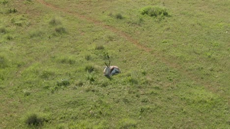 Drone-aerial-footage-of-a-Springbok-antelope-ram-laying-on-summer-green-grass-savannah-in-the-wild-of-Africa