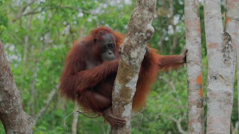 orangutan in a rainforest tree