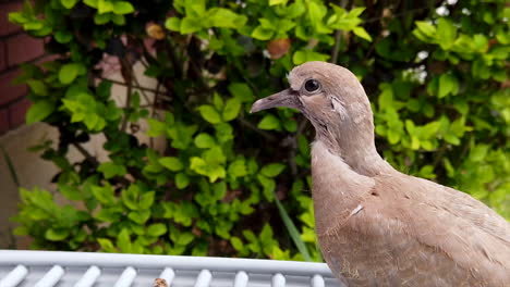 close up of a young collared dove looking around and blinking with a hedge in the background