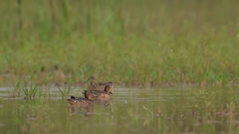 flock of ducks in water