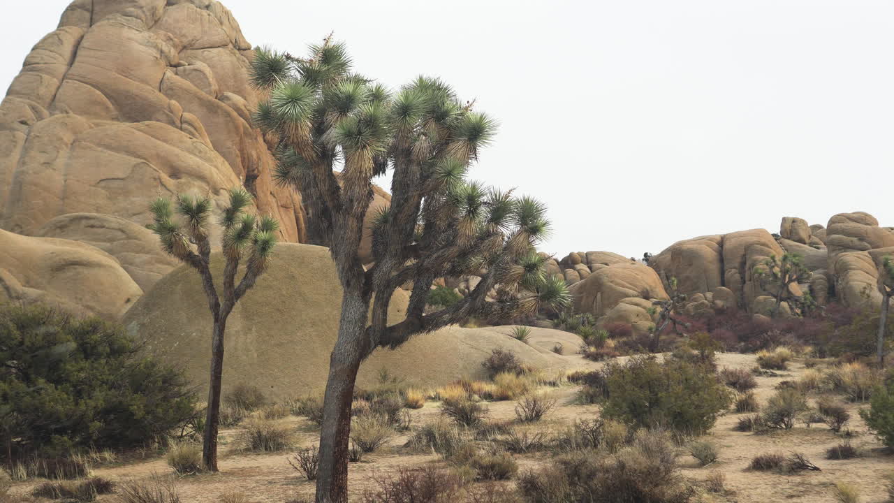 árbol de yuca durante una nevada en el parque nacional joshua tree