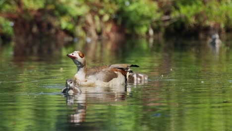 Gänsemutter-Schwimmt-Mit-Babys