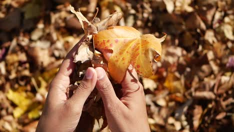 hands picking and throwing autumn leaves