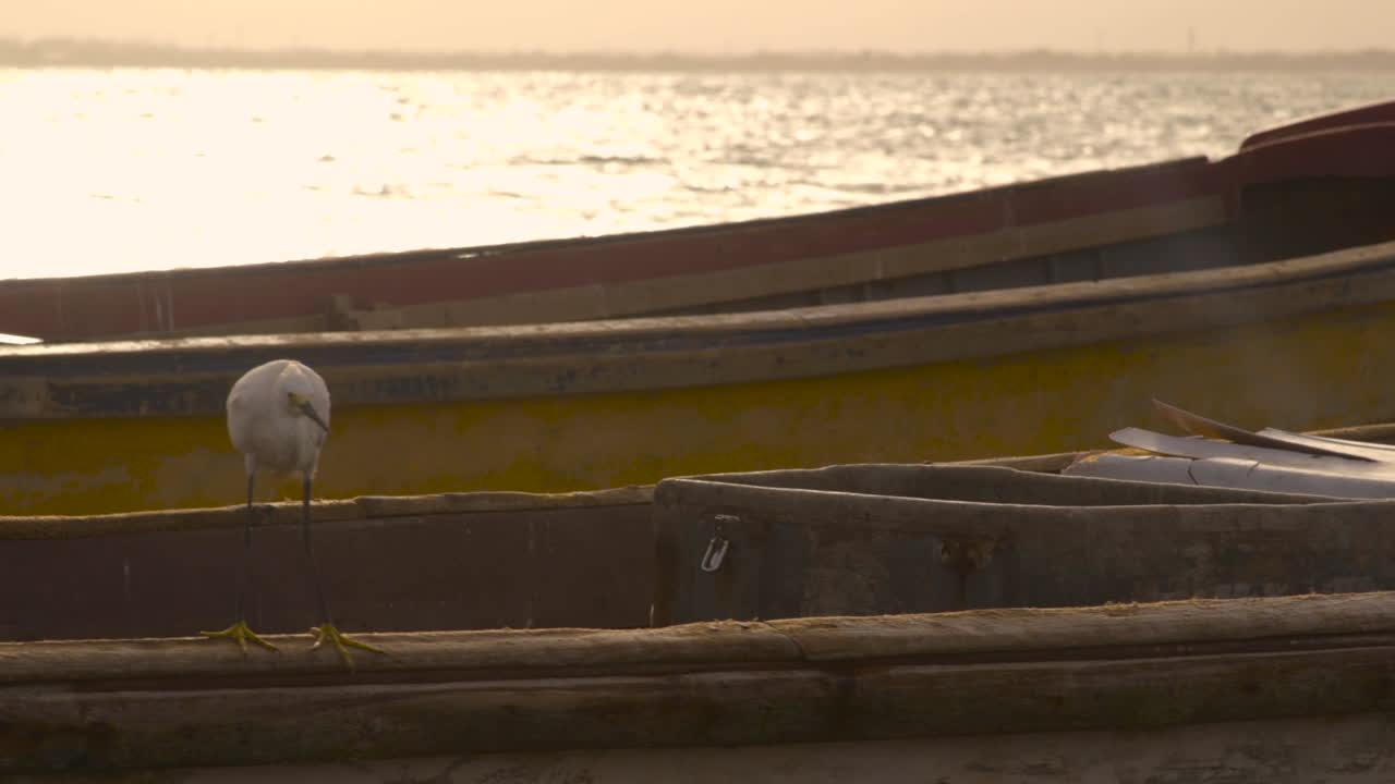 garceta encaramada en un viejo barco pesquero flotando al atardecer en port royal jamaica
