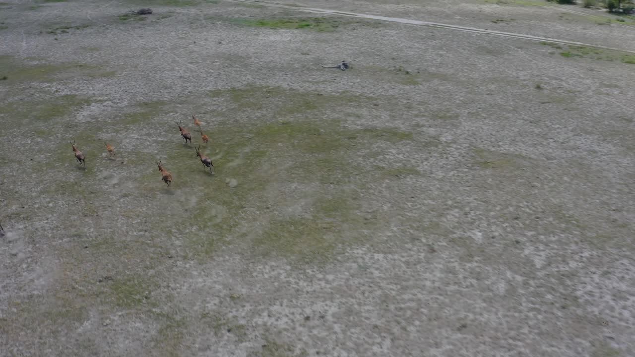 초원 을 가로질러 빠르게 달리는 안티로페 무리의 공중 전망