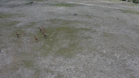 aerial view of fast running antelope herd across the prairie