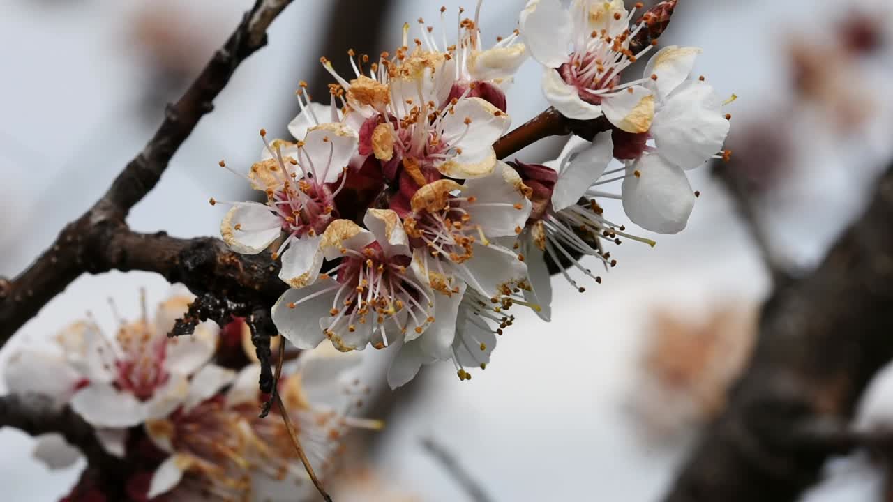 Api che impollinano i fiori di un albero di albicocco in fiore