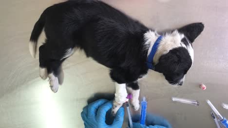 puppy at the vet receiving medical care