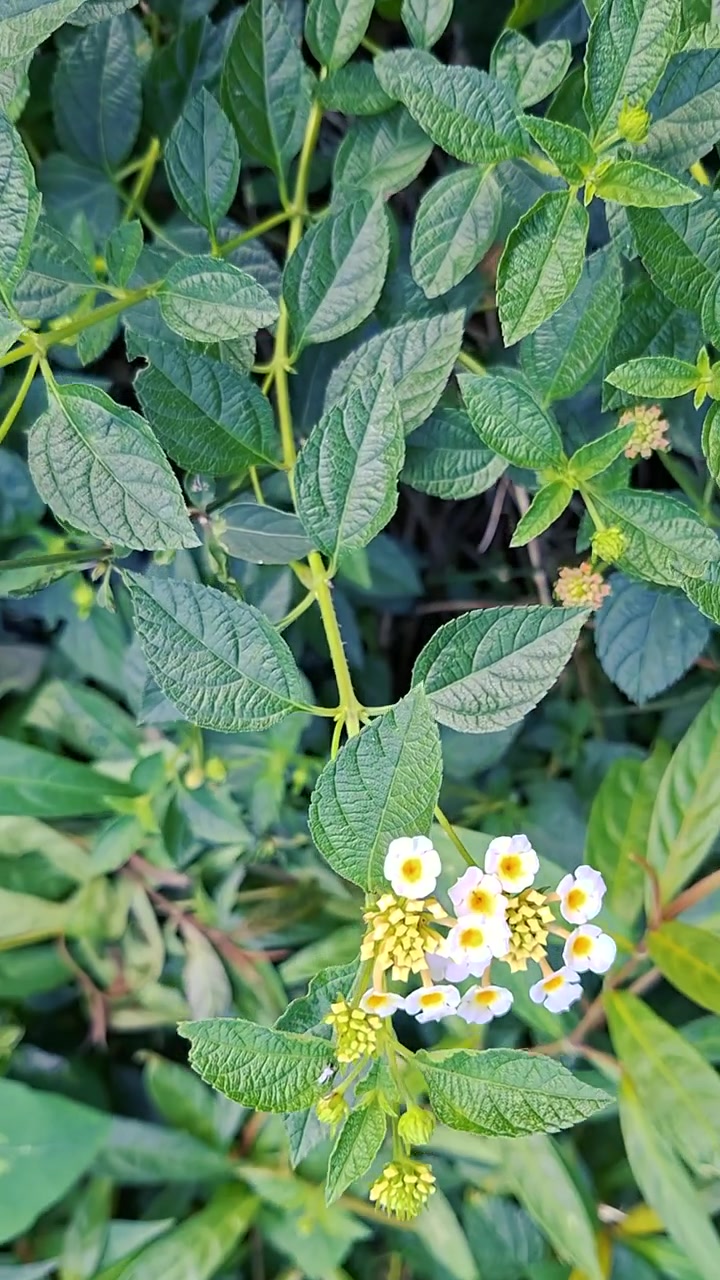 Close-up of Lantana Camara Flowers Blooming in a Garden
