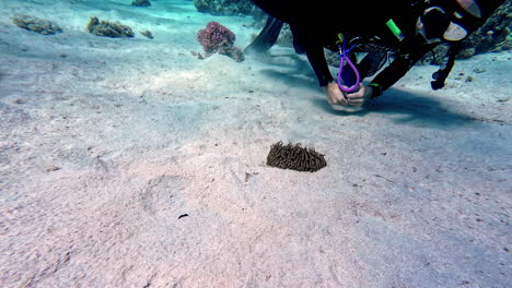 diver following striped eel-catfish in clear waters of the red sea in egypt