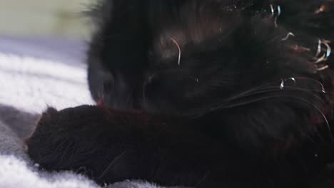 close up of black cat washing it's paw