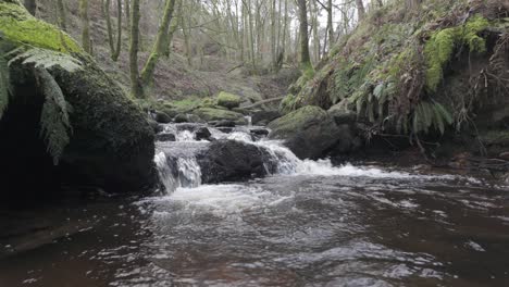 Kleiner,-Langsam-Fließender-Waldbach,-Der-Langsam-Durch-Die-Waldbäume-Fließt