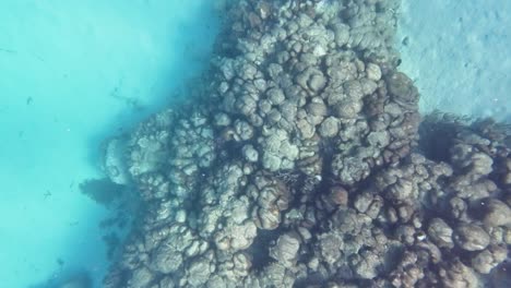 top down big colorful coral reef underwater oasis, los roques, venezuela