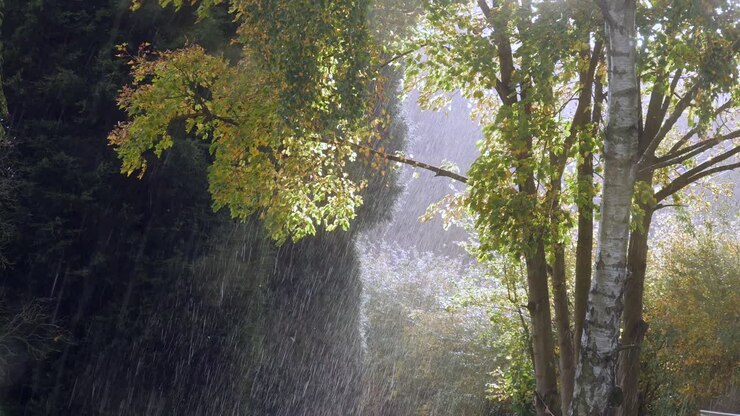 Heavy rain falls and the sun shines through the branches of trees in the woods