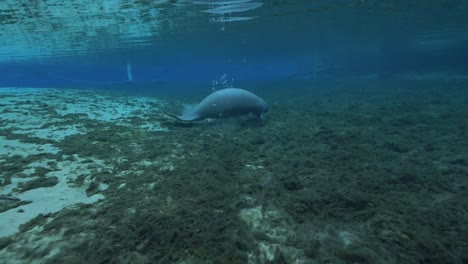 underwater view of a manatee swimming over algae-covered riverbed in clear florida spring water