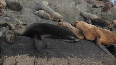 four fur seals stacked sleeping comfortable over each other on a rocky island