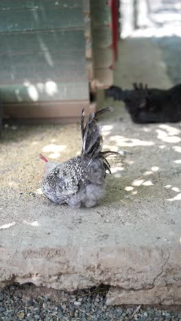 pollo en un gallinero