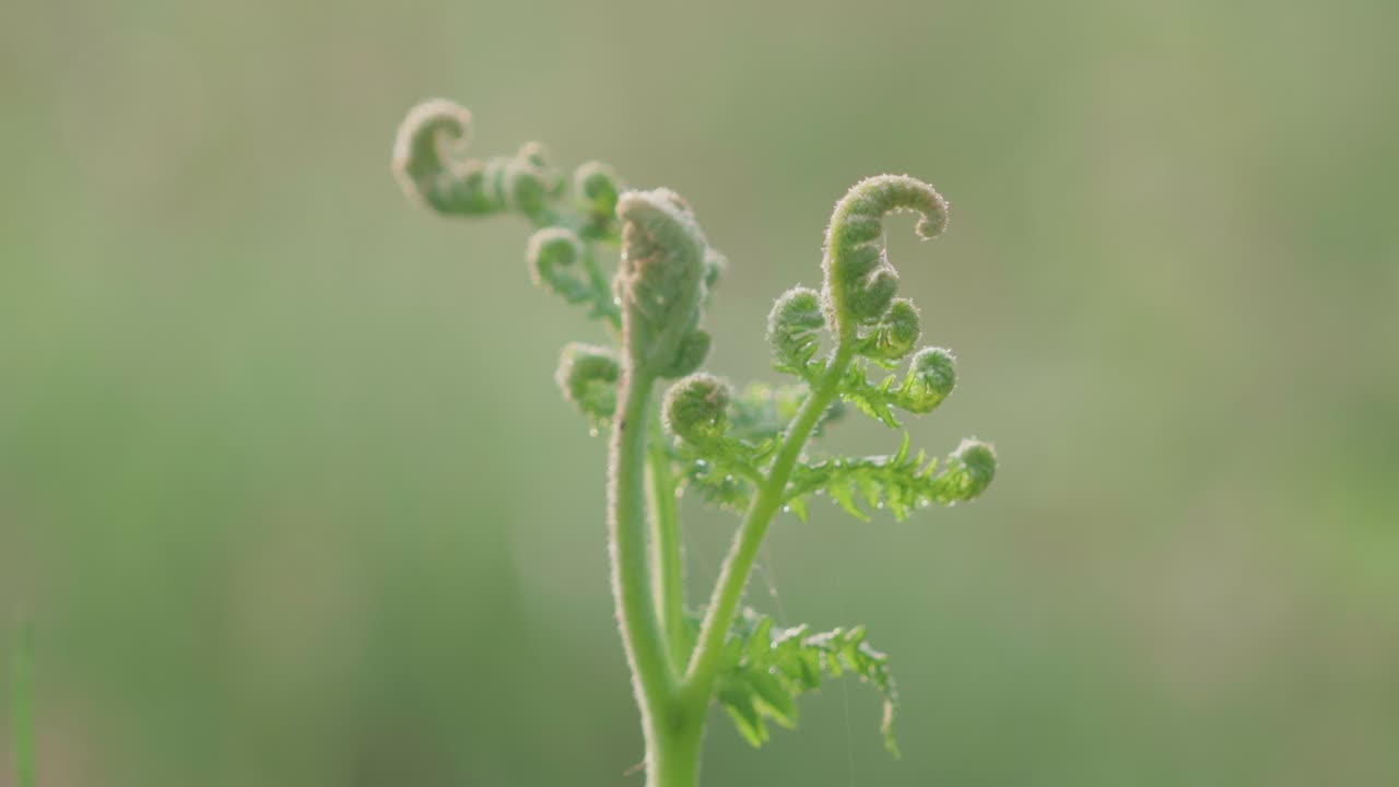 Close-up de brotos jovens de samambaia contra um plano de fundo verde desfocado