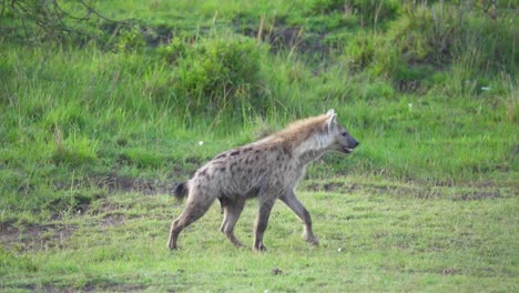 Pack-of-Hyenas-circling-each-other-with-vultures