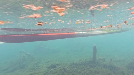 clear water view of submerged logs and seaweed