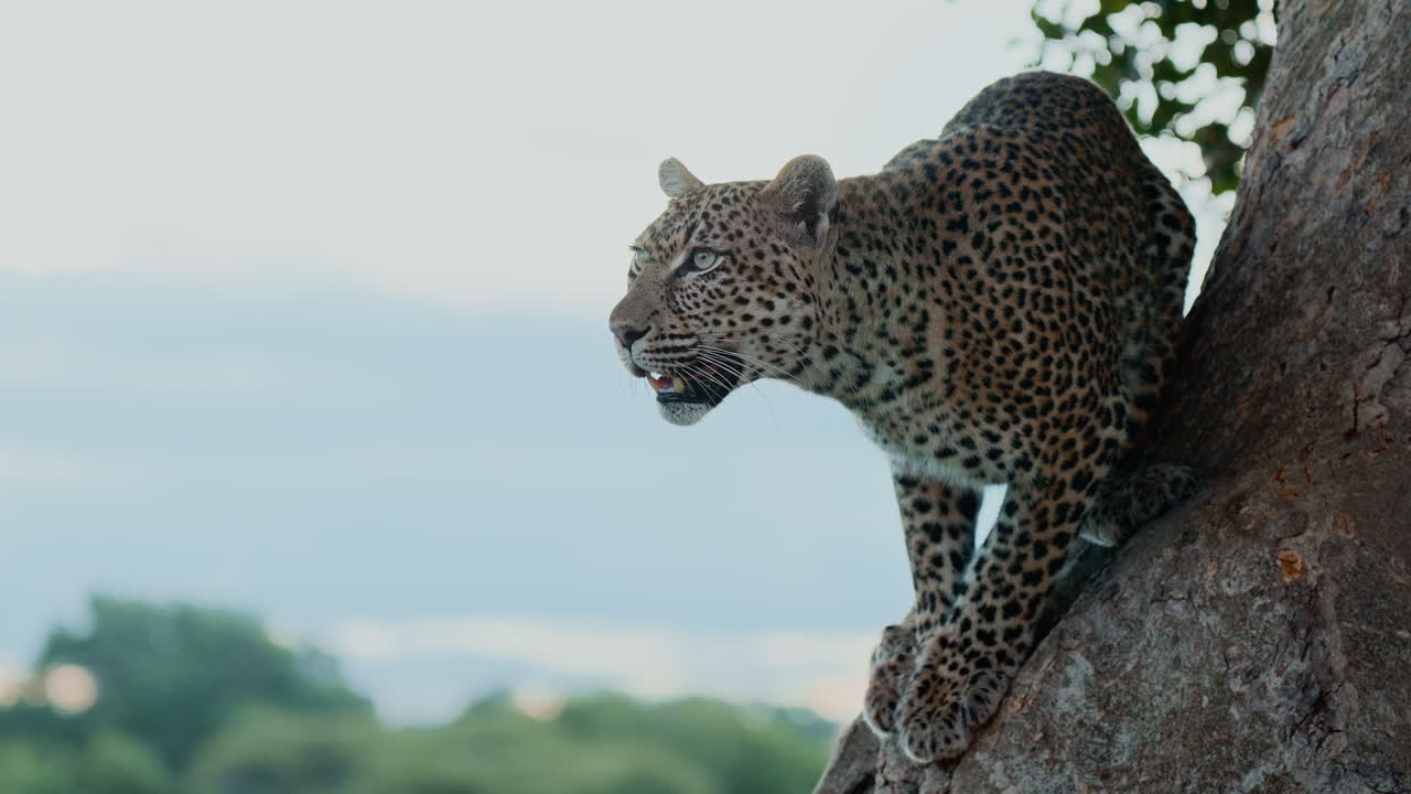 leopardo en un árbol