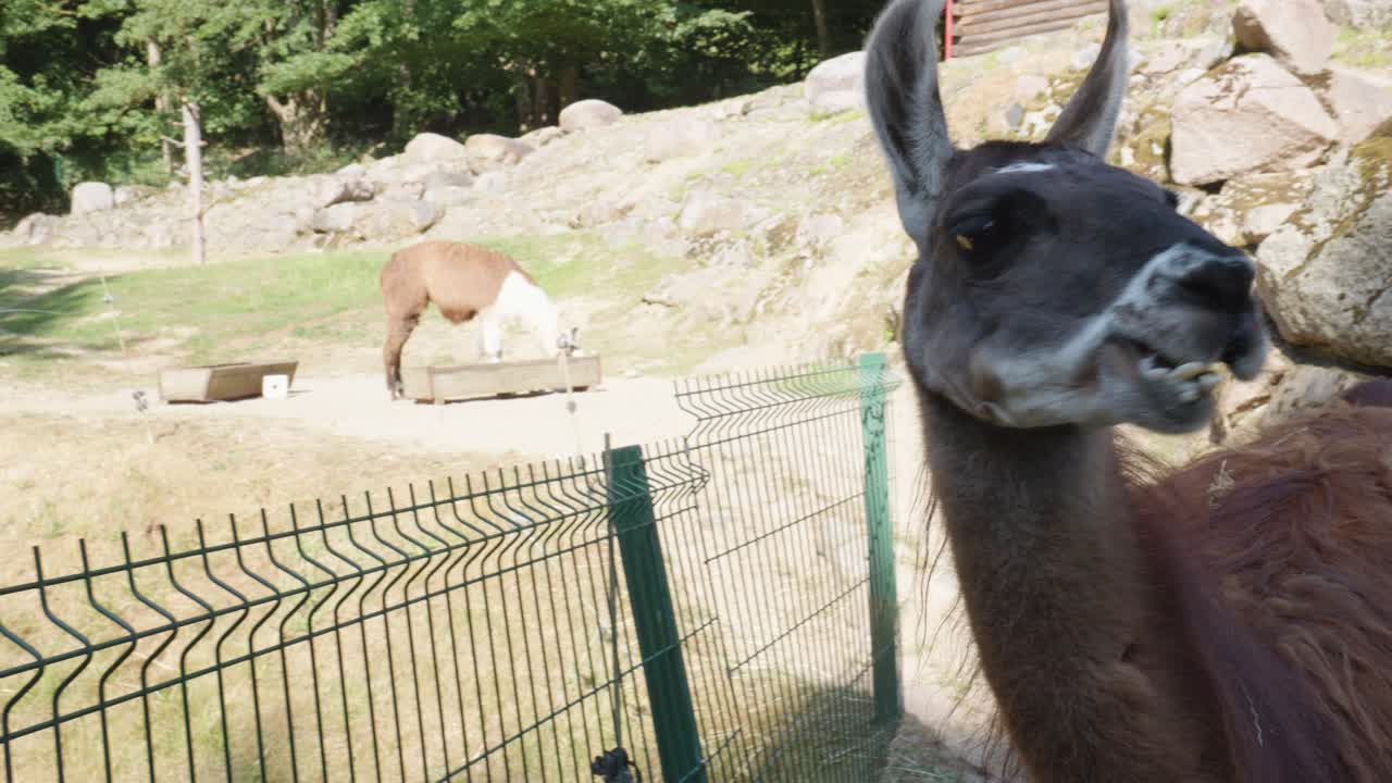 Close Up Of A Llama's head Chewing Grass In Gdansk Zoo, Poland