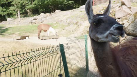 Cerca-De-La-Cabeza-De-Una-Llama-Masticando-Hierba-En-El-Zoológico-De-Gdansk,-Polonia