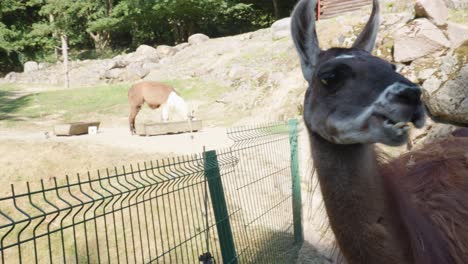 Close Up Of A Llama&#039;s head Chewing Grass In Gdansk Zoo, Poland