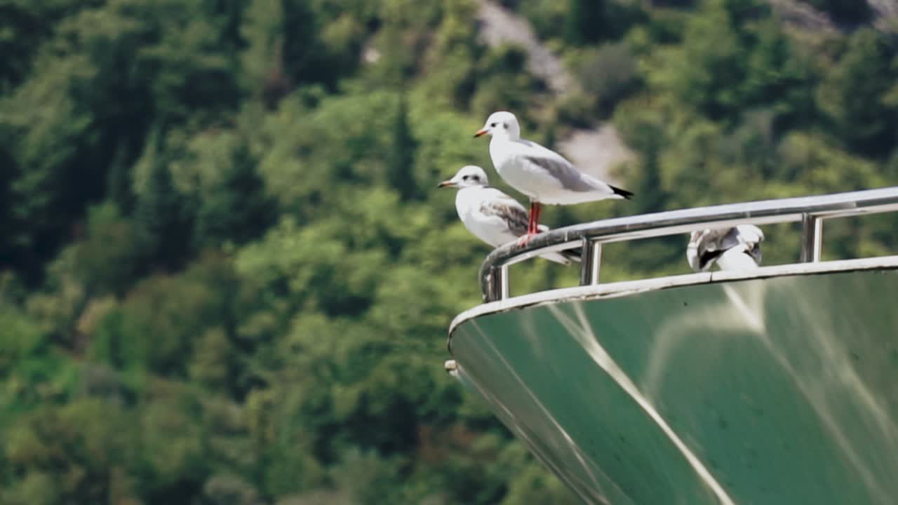 Water Reflections on the Hull of a Boat with Seagulls Perching