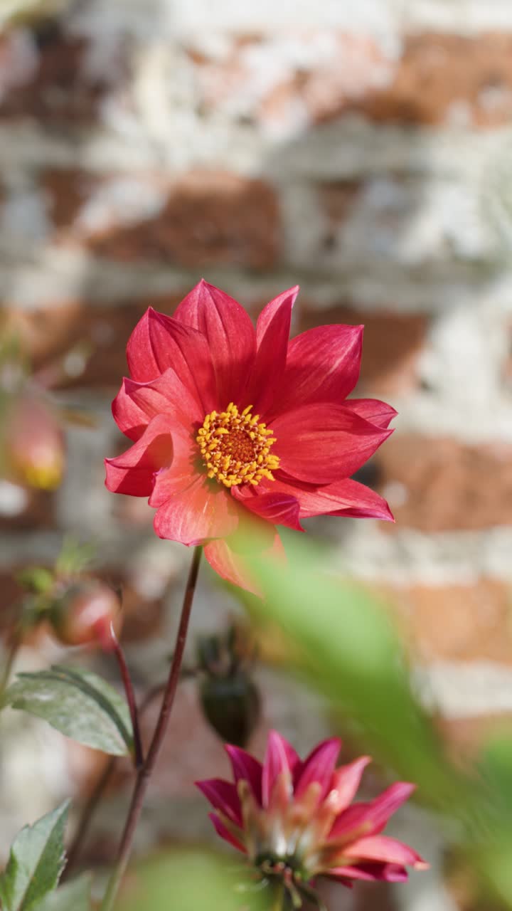 Bunga dahlia merah bergoyang lembut di luar ruangan, diterangi matahari, dengan gerakan kamera yang lembut dan dedaunan yang buram